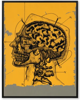 Anatomical Skull Diagram Wall Art, Vintage Science Canvas